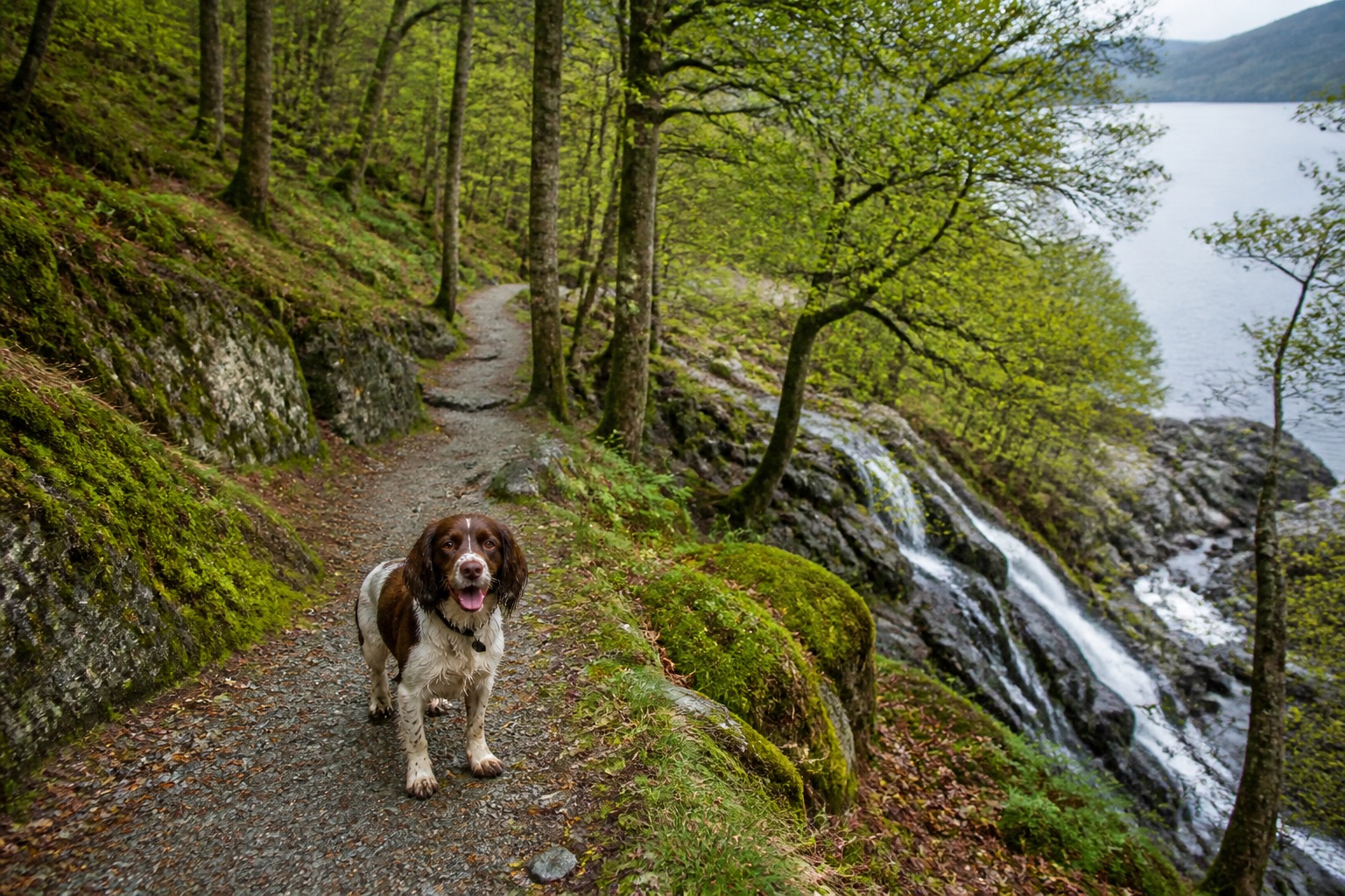 A dog on a countryside walking route