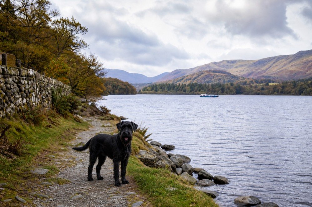 A dog enjoying Windermere & Ambleside